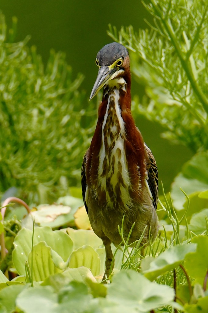 Grünreiher - ML646538002