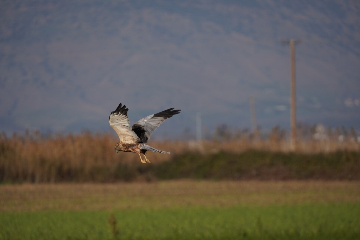 Western Marsh Harrier - ML646538004
