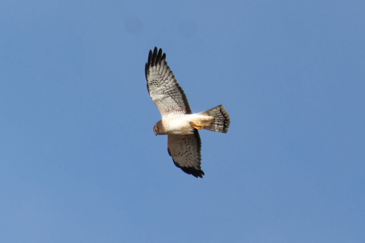 Amerika Delicesi - ML646538006