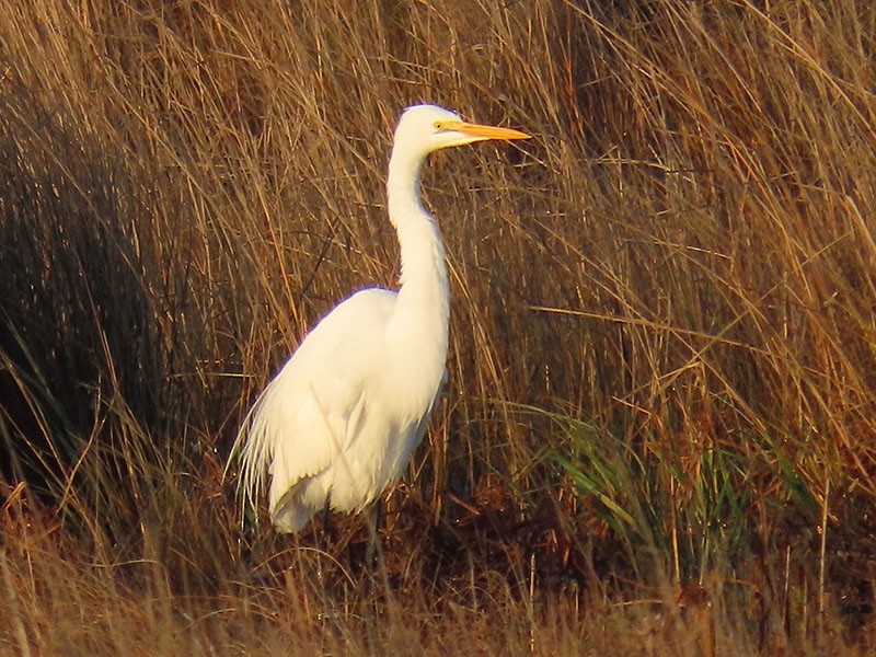 לבנית גדולה - ML646538008