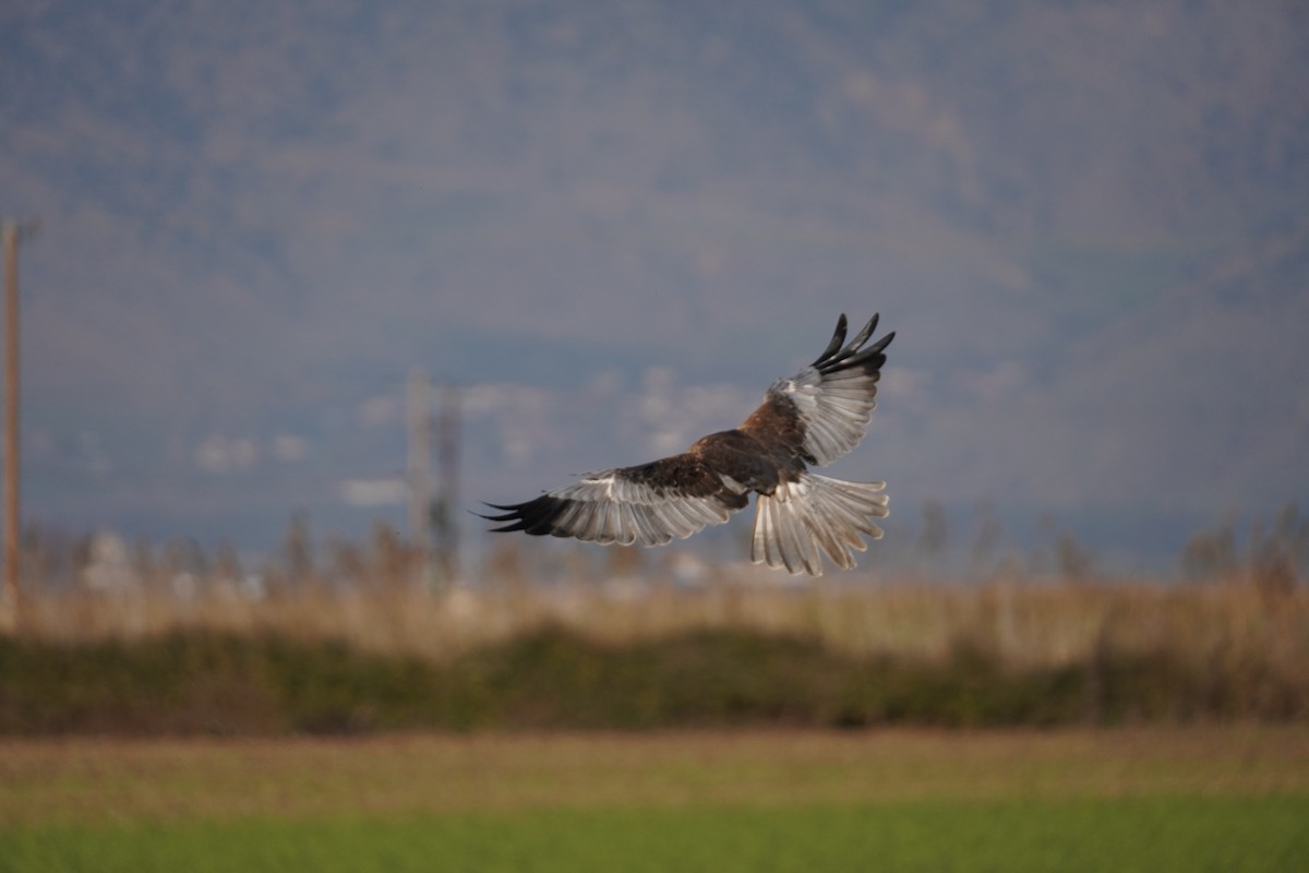 Western Marsh Harrier - ML646538011