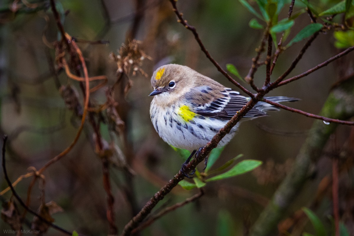 Миртовый певун - ML646538013