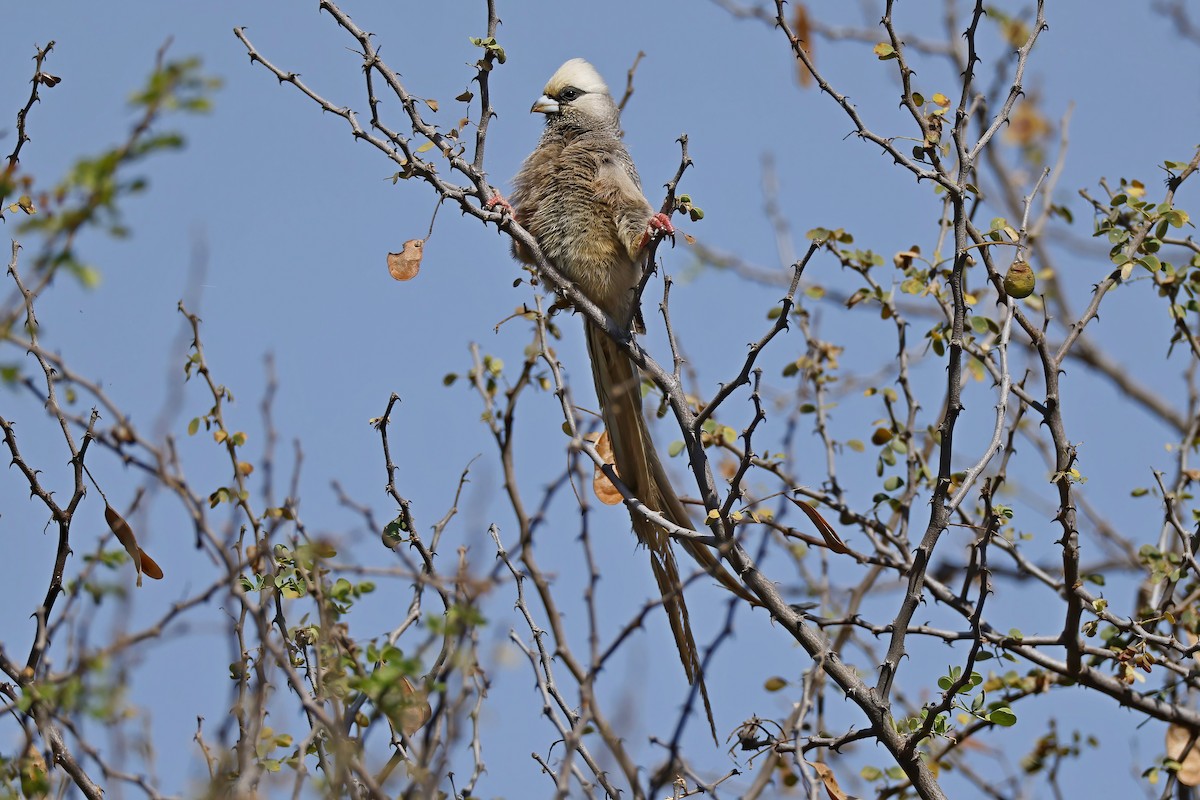 White-headed Mousebird - ML646538014