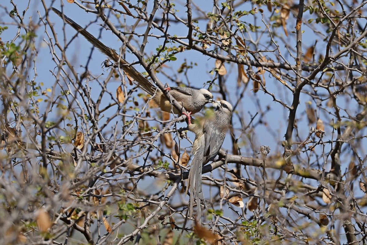 White-headed Mousebird - ML646538015