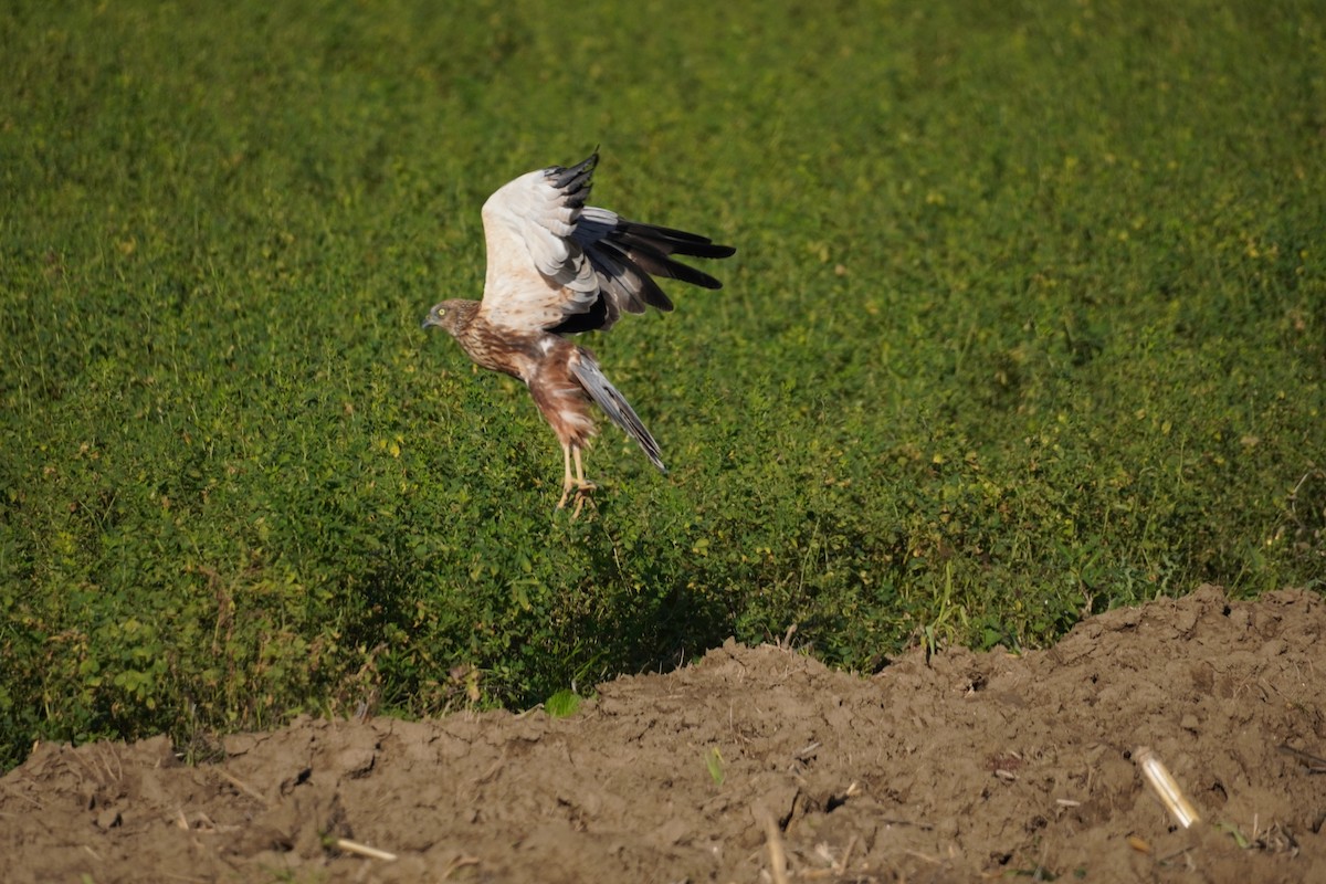 Western Marsh Harrier - ML646538017