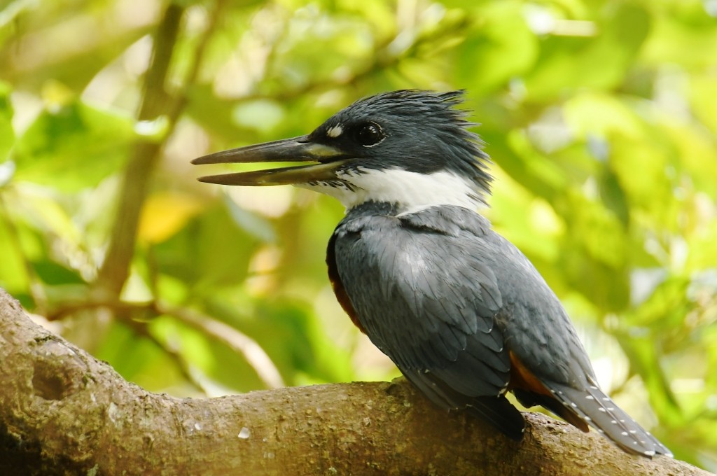 Rotbrustfischer - ML646538018