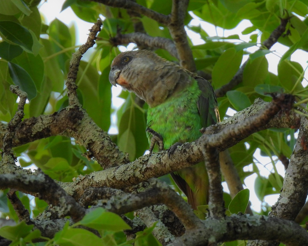 Lorito Cabecipardo - ML646538020