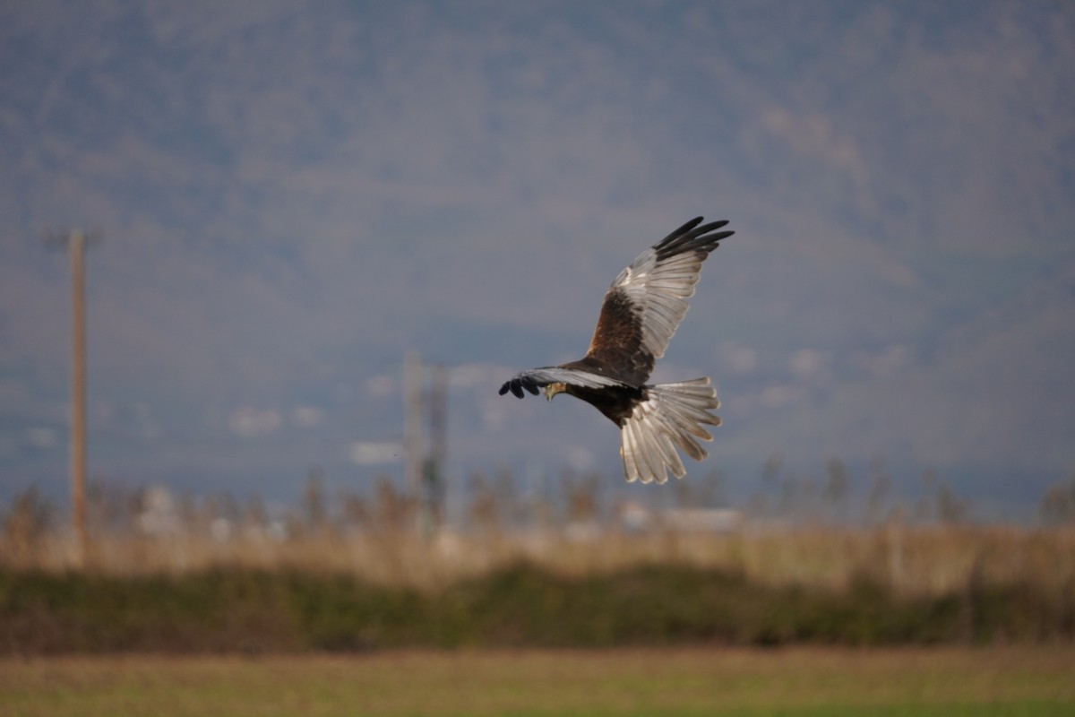 Western Marsh Harrier - ML646538021