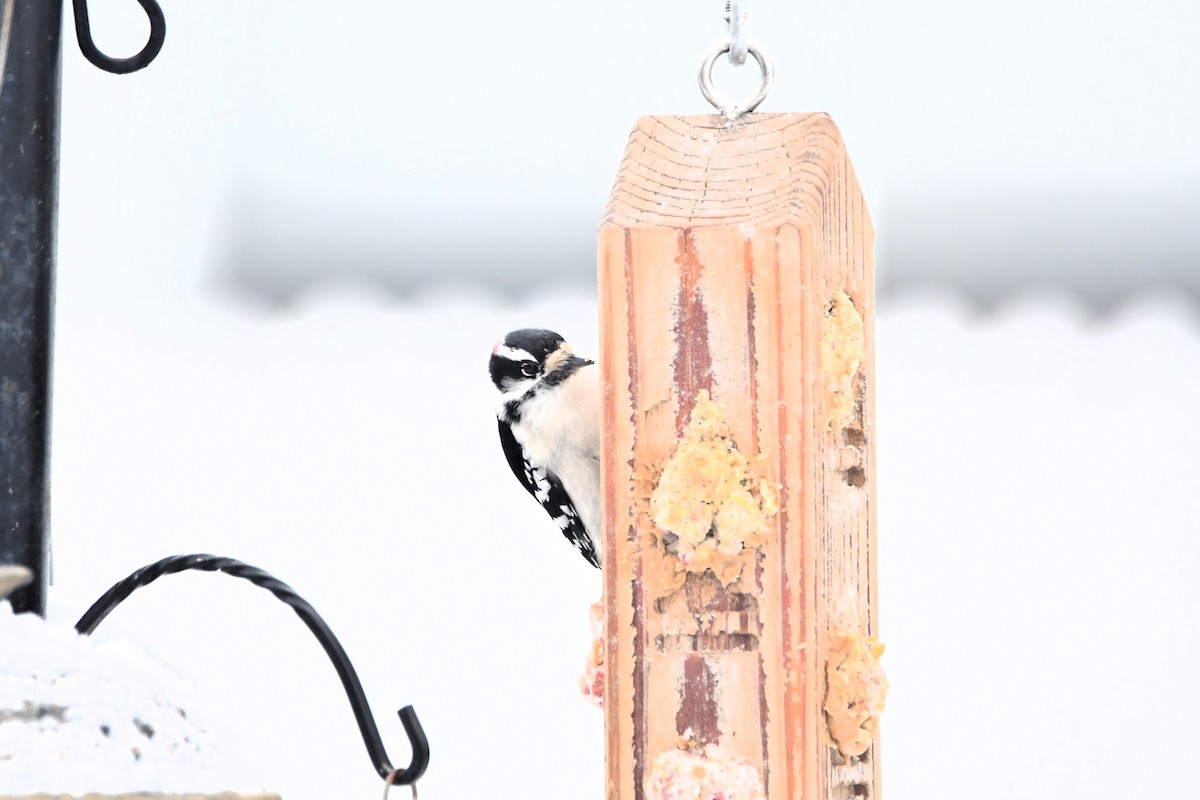 Dunenspecht - ML646538025