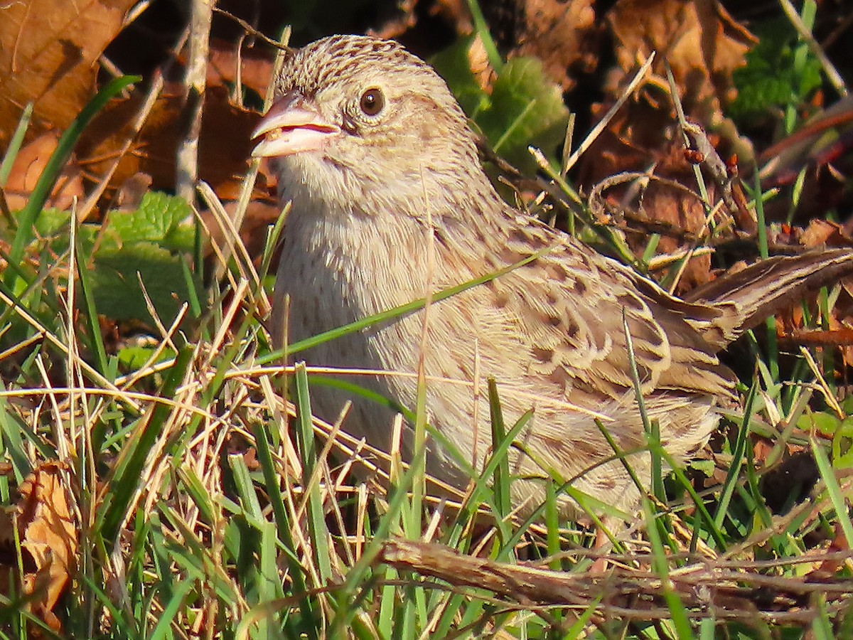 Cassin's Sparrow - ML646538026