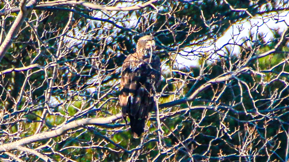 Pygargue à tête blanche - ML646538027