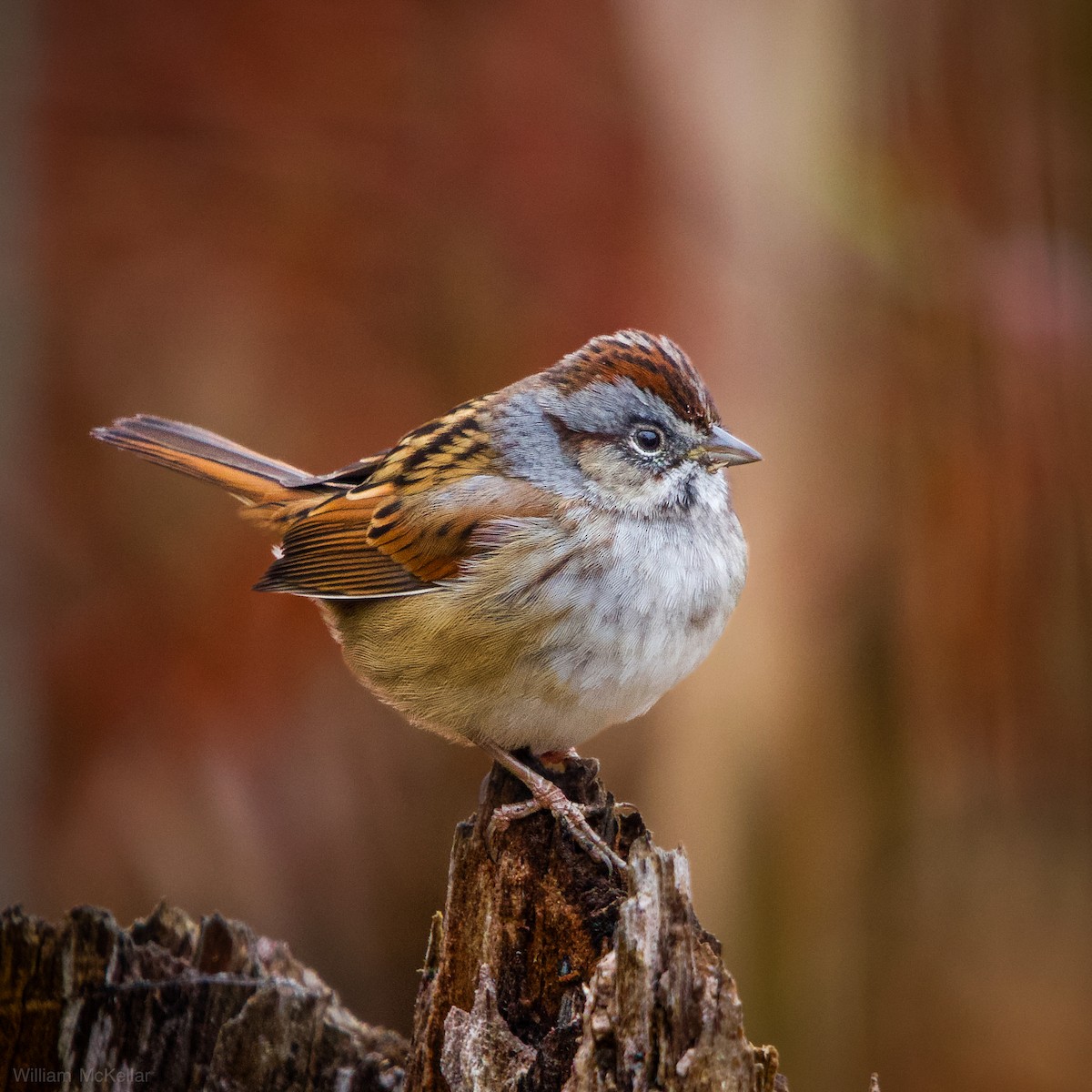 Болотная зонотрихия - ML646538029