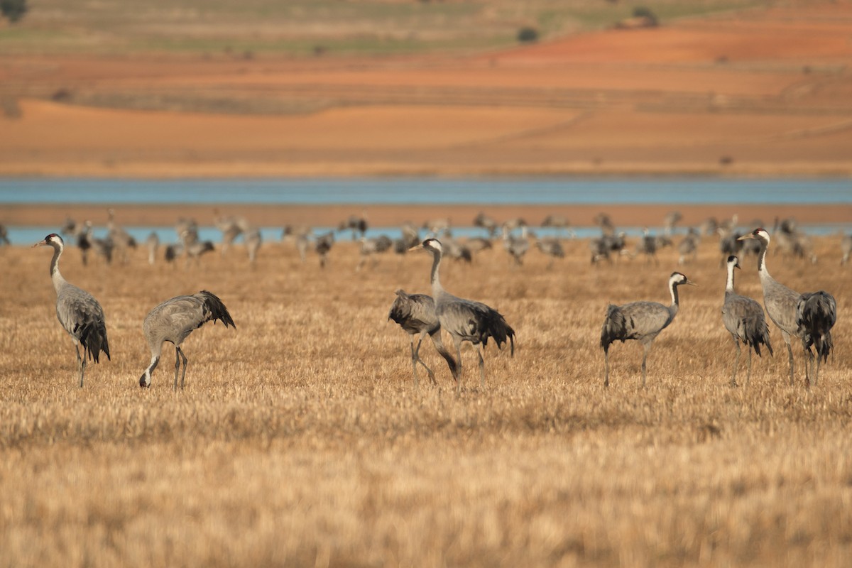 Common Crane - ML646538030