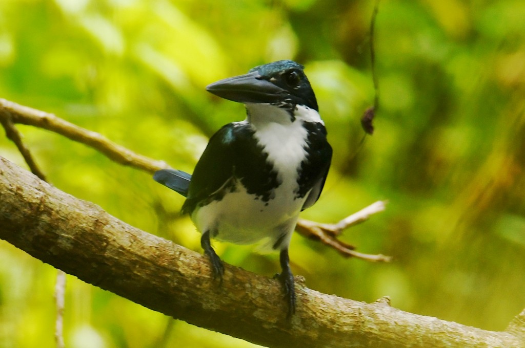 Grünfischer - ML646538032