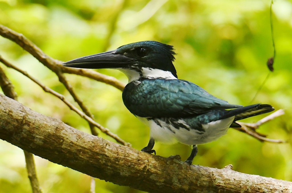 Grünfischer - ML646538033