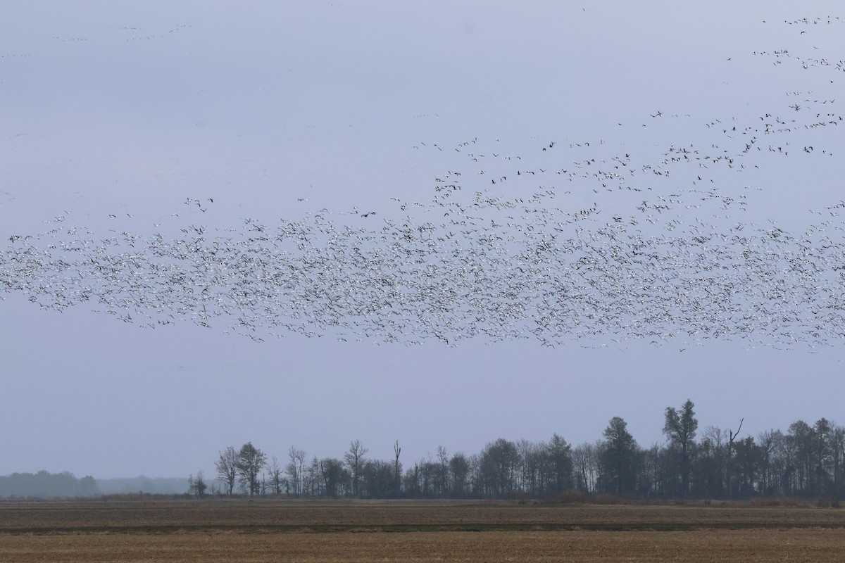 Kar Kazı - ML646538035