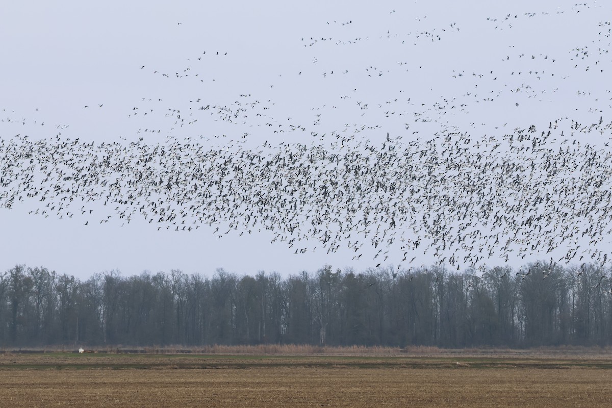 Kar Kazı - ML646538036