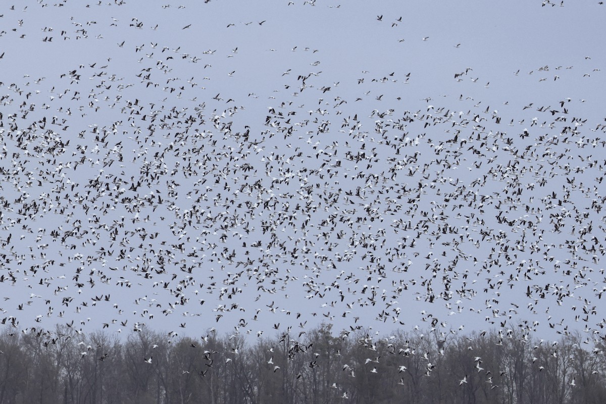 Kar Kazı - ML646538037