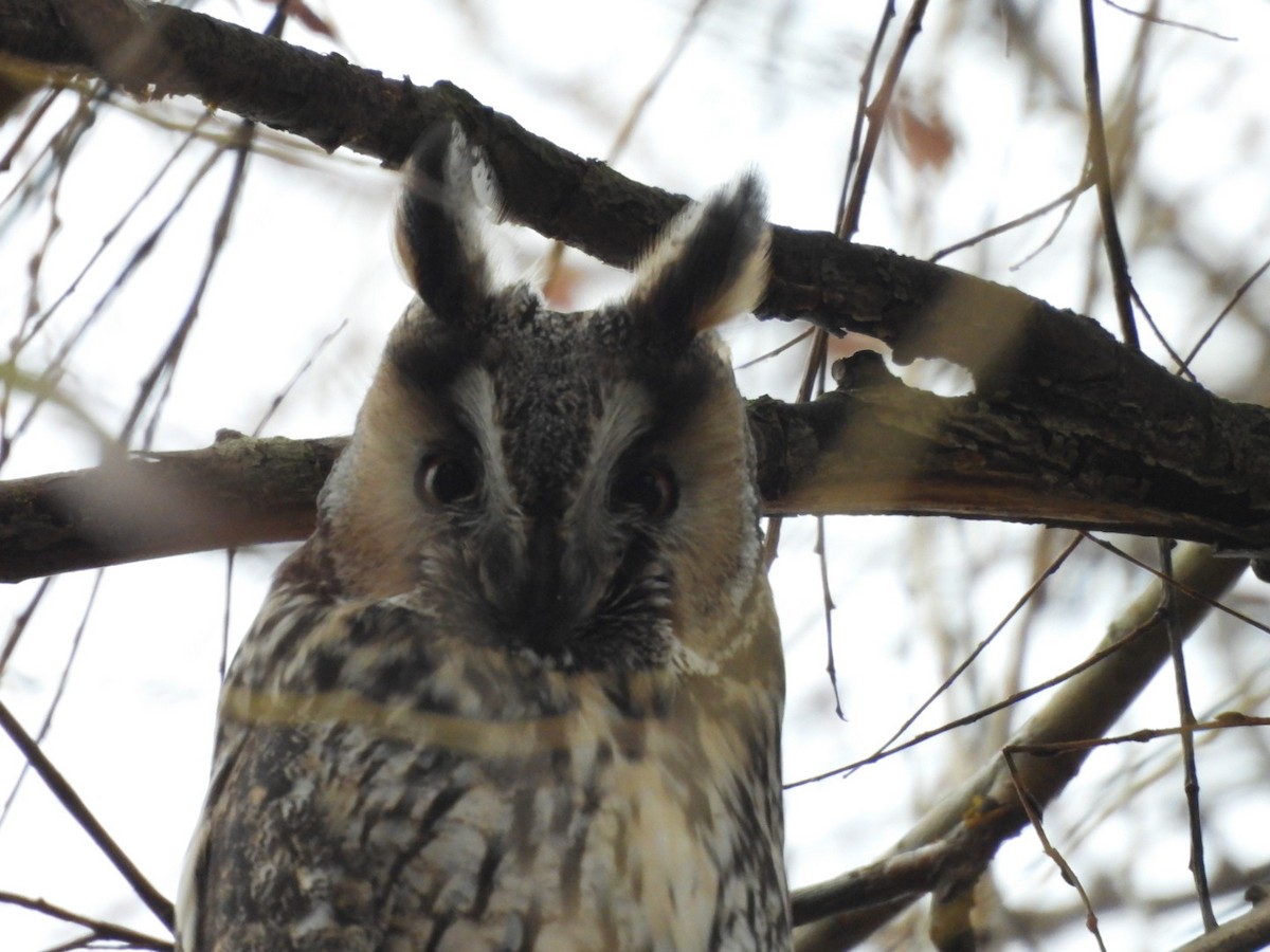 長耳鴞 - ML646538038