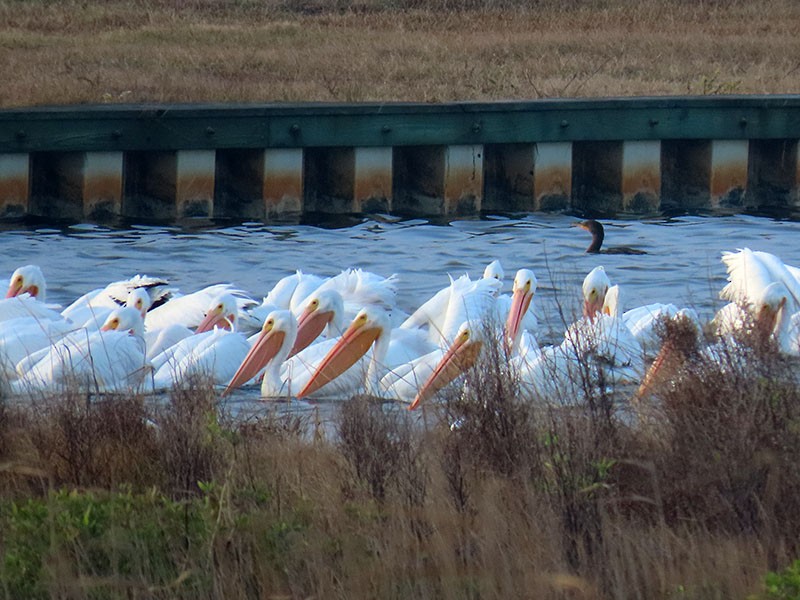 שקנאי אמריקני - ML646538039