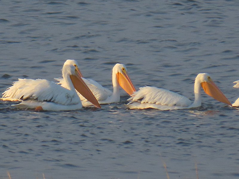שקנאי אמריקני - ML646538040