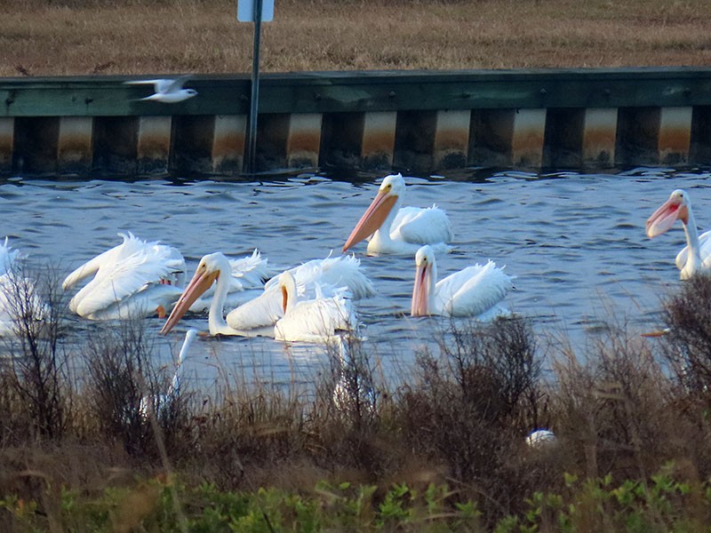 שקנאי אמריקני - ML646538041