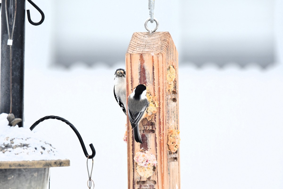 Schwarzkopfmeise - ML646538045