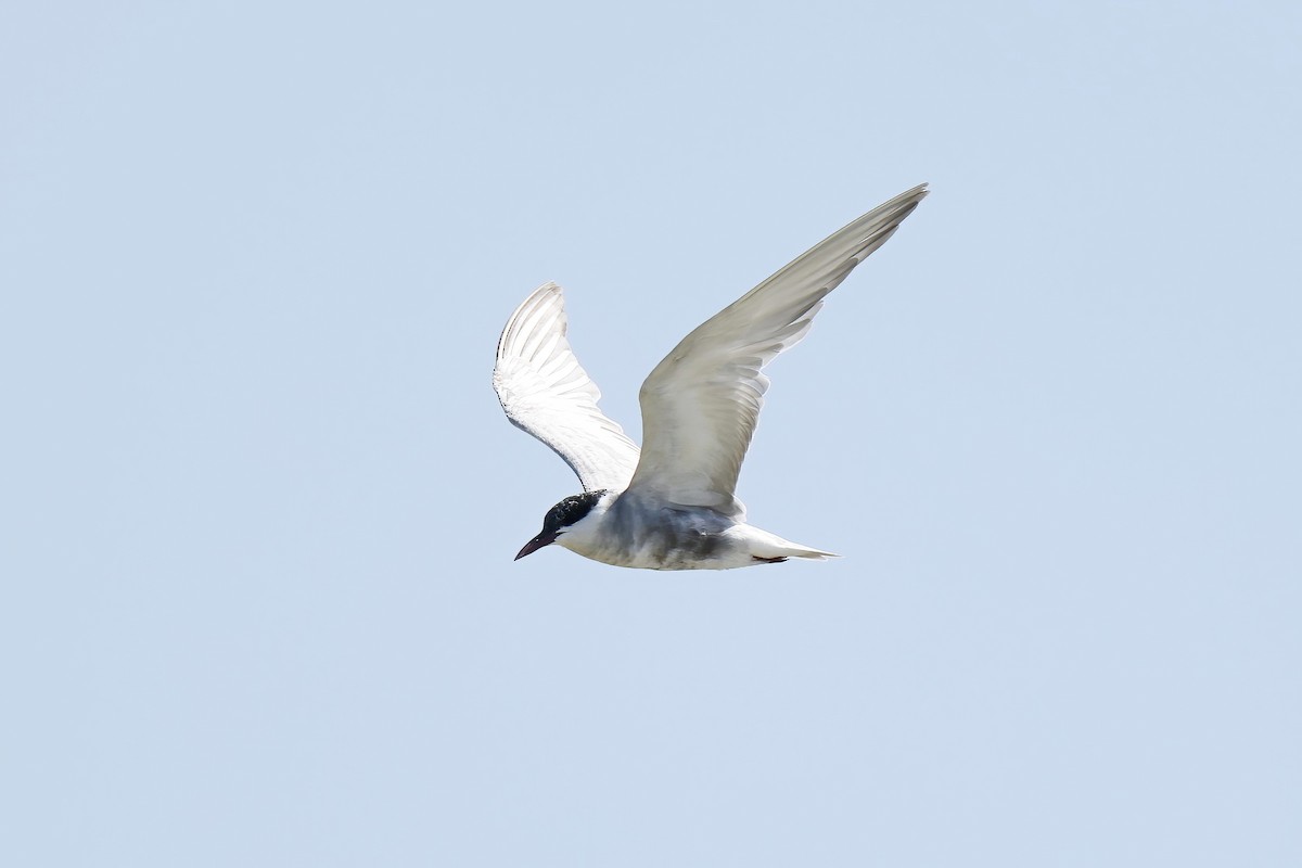 Itsas enara musuzuria - ML646538047