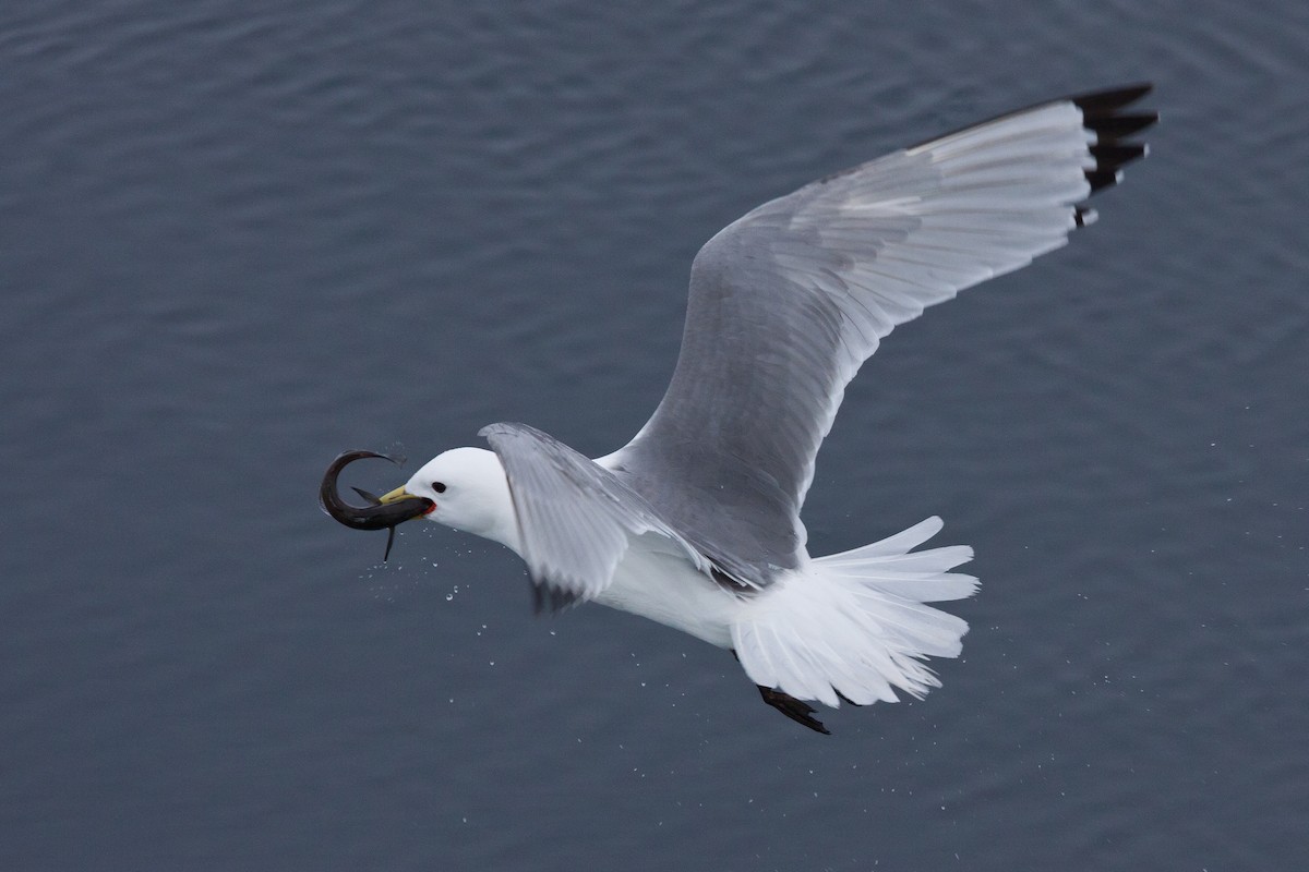 三趾鷗 - ML646538049