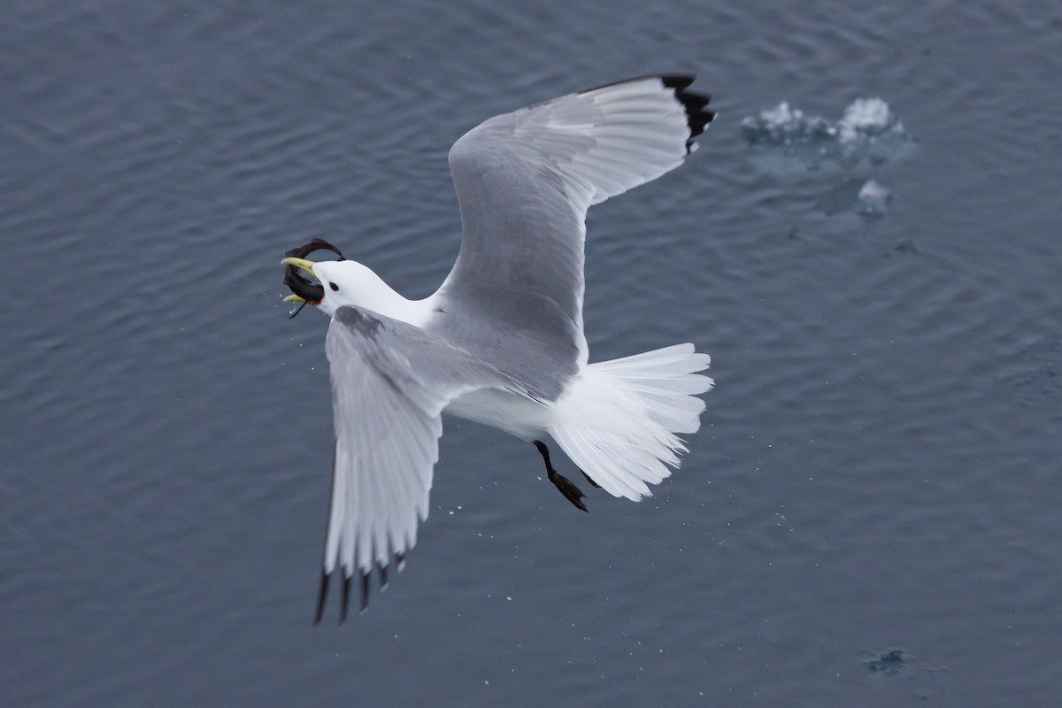 三趾鷗 - ML646538050