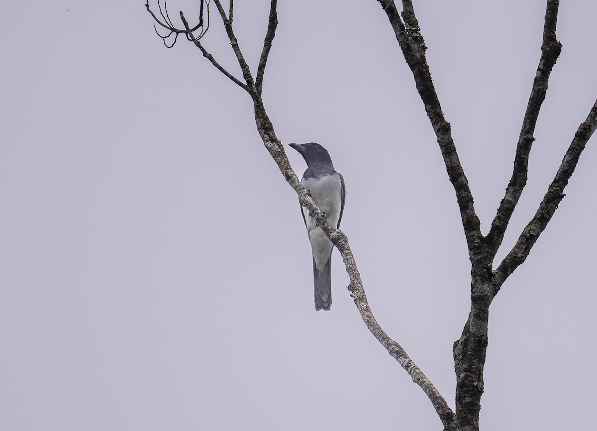 Maluku Tırtılyiyeni - ML646538051