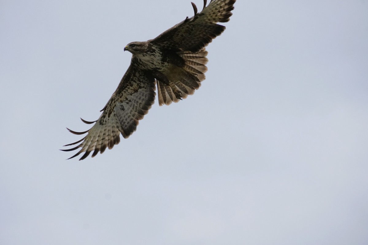 Common Buzzard - ML646538052