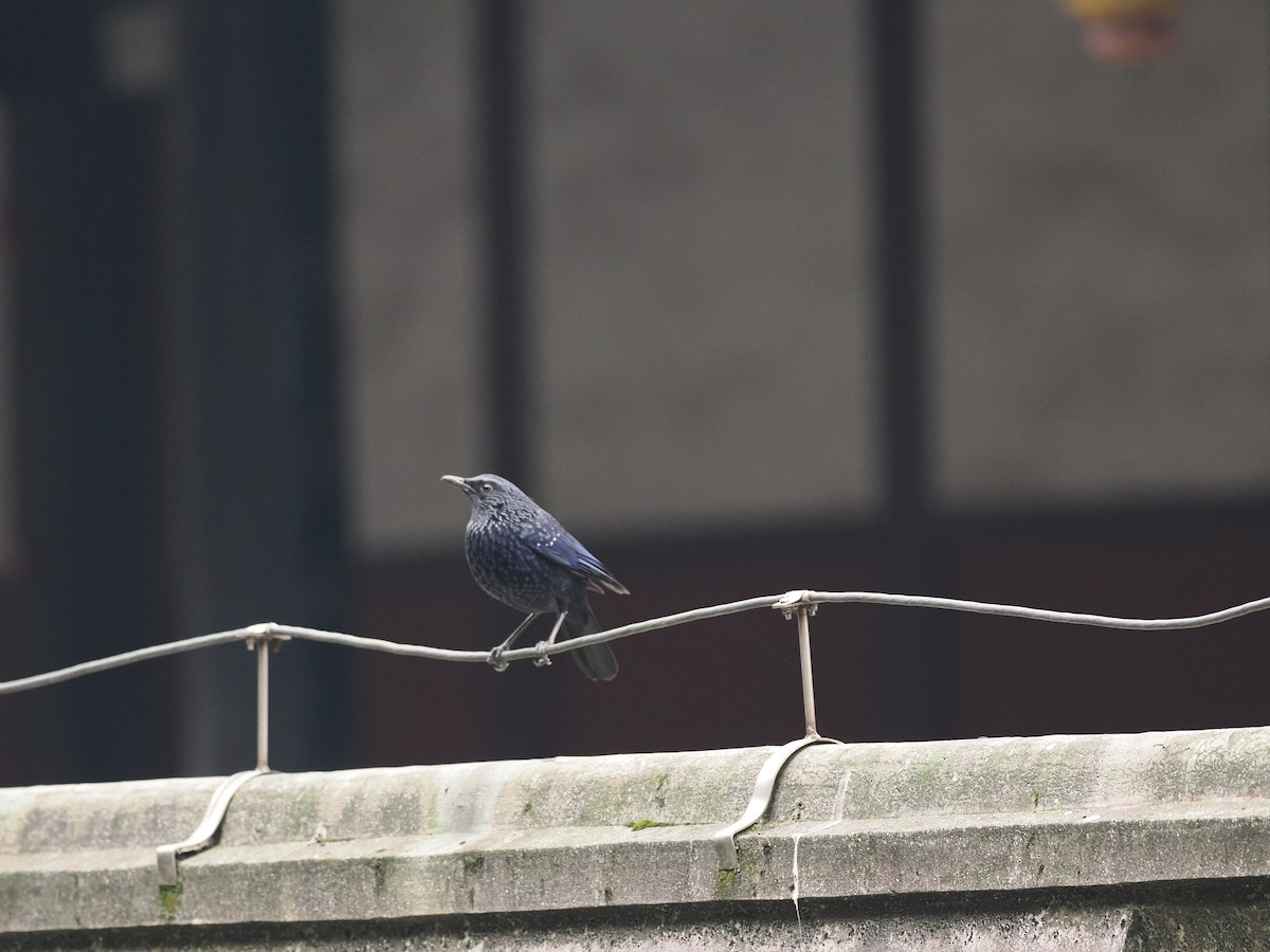 Нил исгэрээ хөөндэй - ML646538053