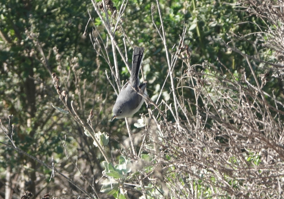 Blue-gray Gnatcatcher - ML646538054