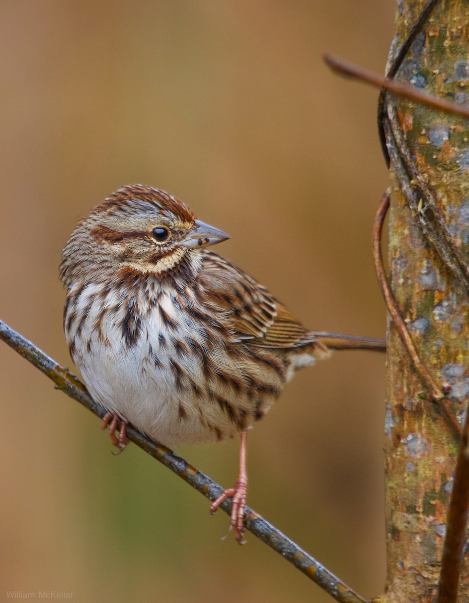 Певчая овсянка - ML646538055