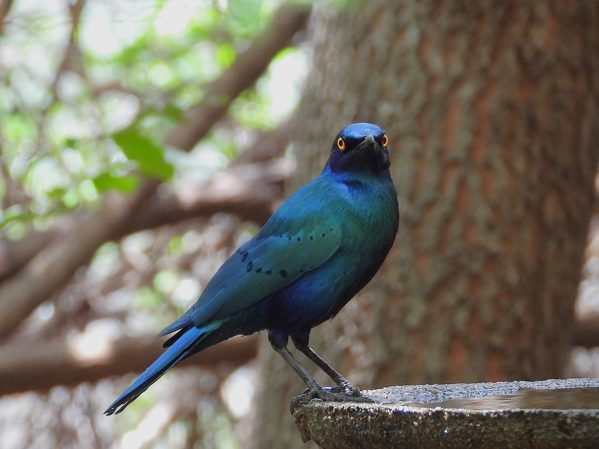 Greater Blue-eared Starling - ML646538056