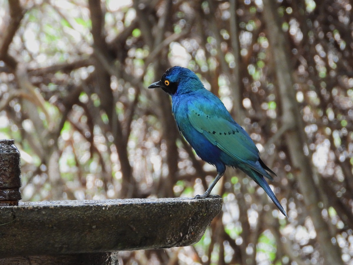 Greater Blue-eared Starling - ML646538057