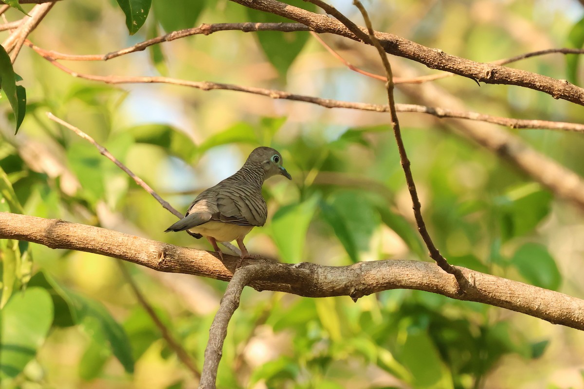 Peaceful Dove - ML646538063