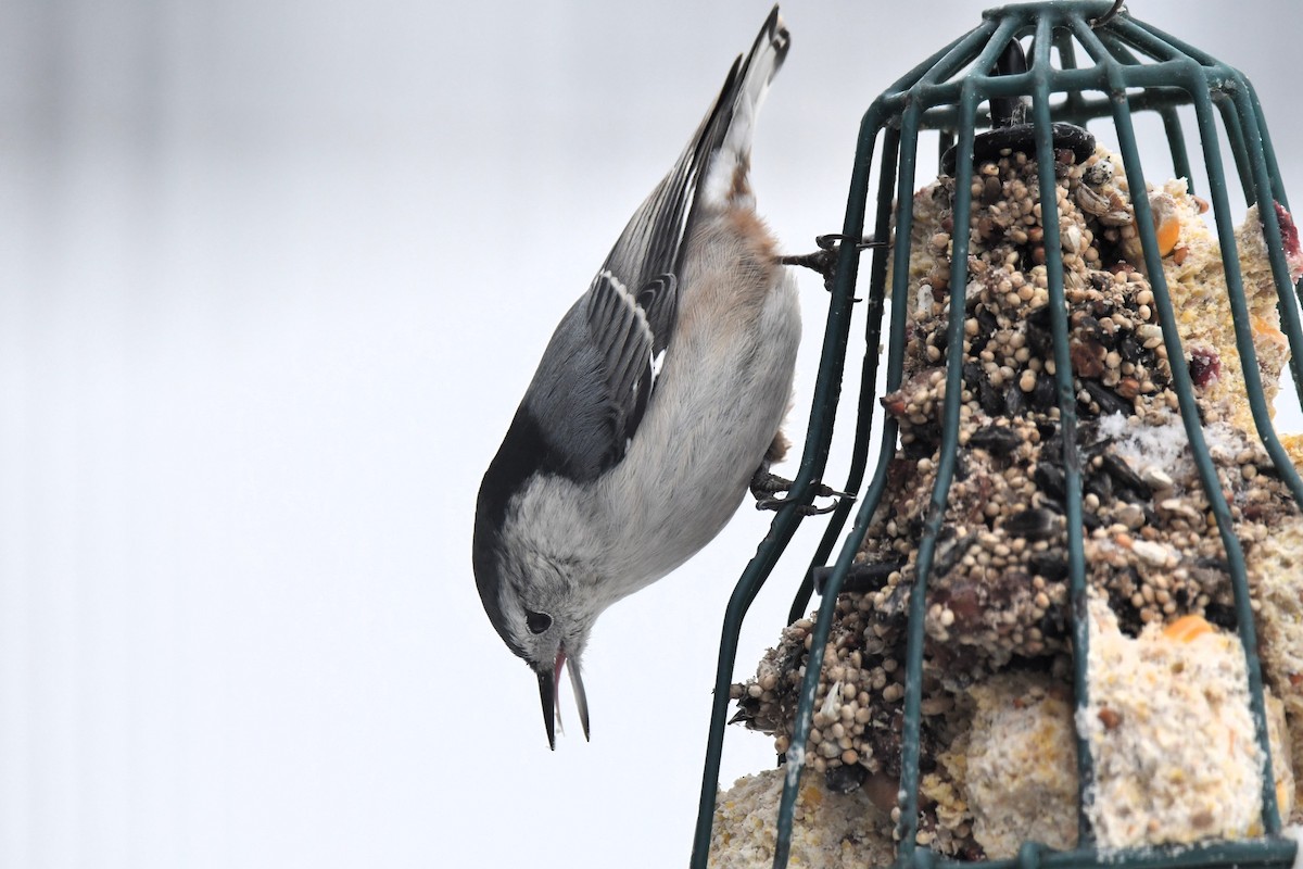 Weißbrustkleiber - ML646538064