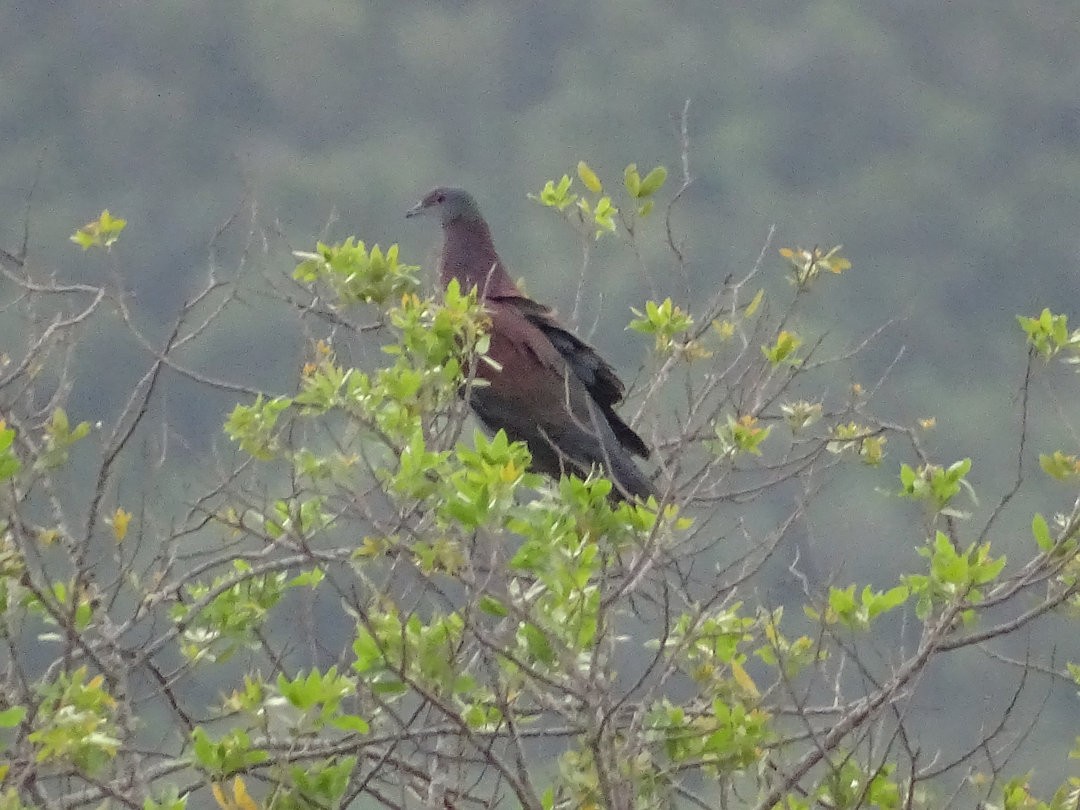 Pale-vented Pigeon - ML646538066
