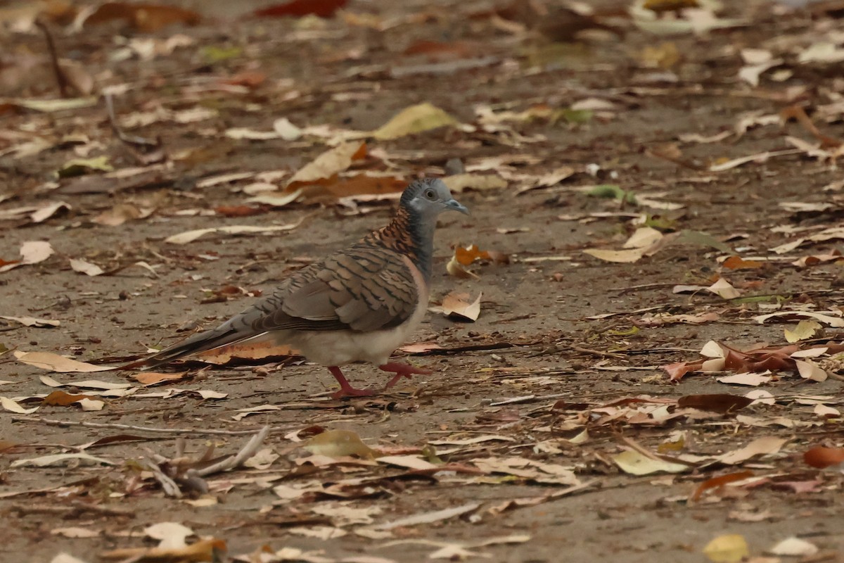 Bar-shouldered Dove - ML646538069