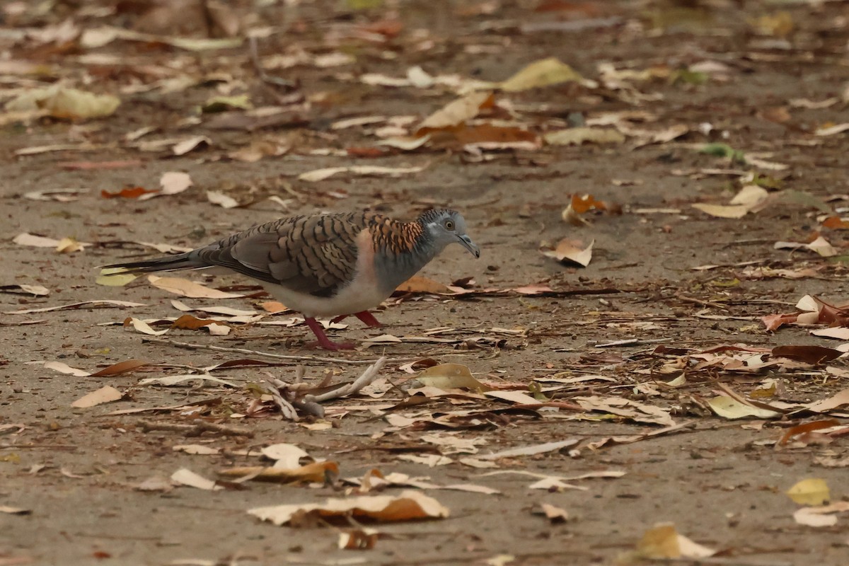 Bar-shouldered Dove - ML646538070