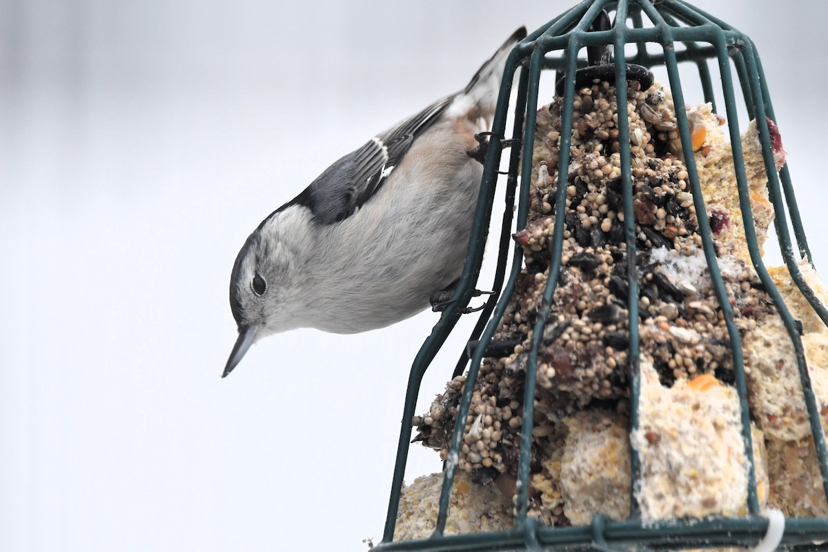 Weißbrustkleiber - ML646538071