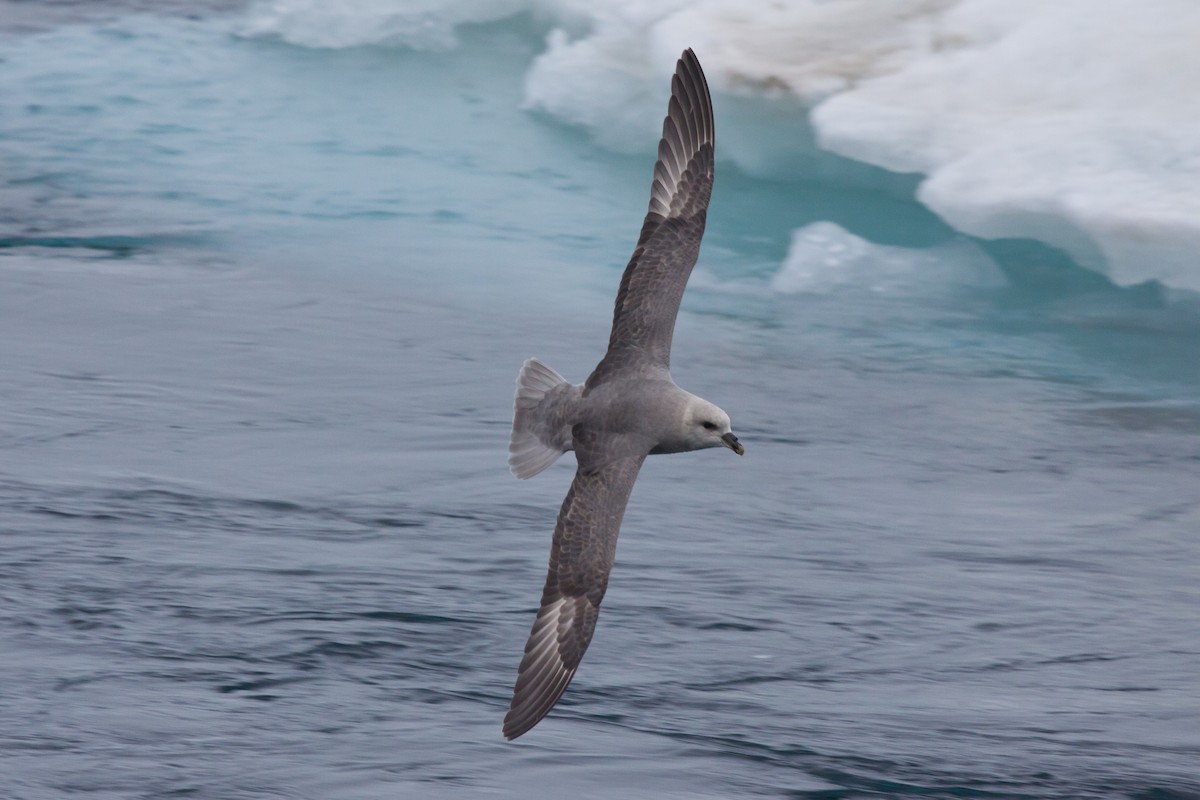 暴風鸌 - ML646538072