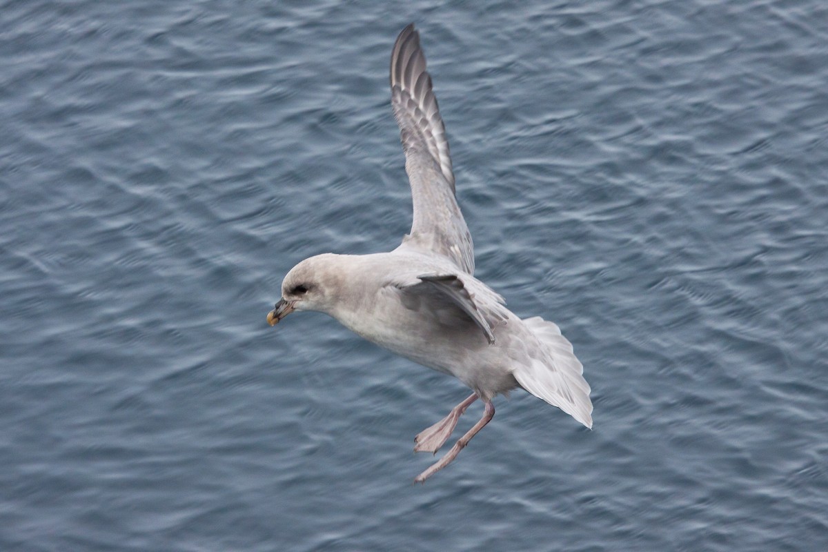 暴風鸌 - ML646538073