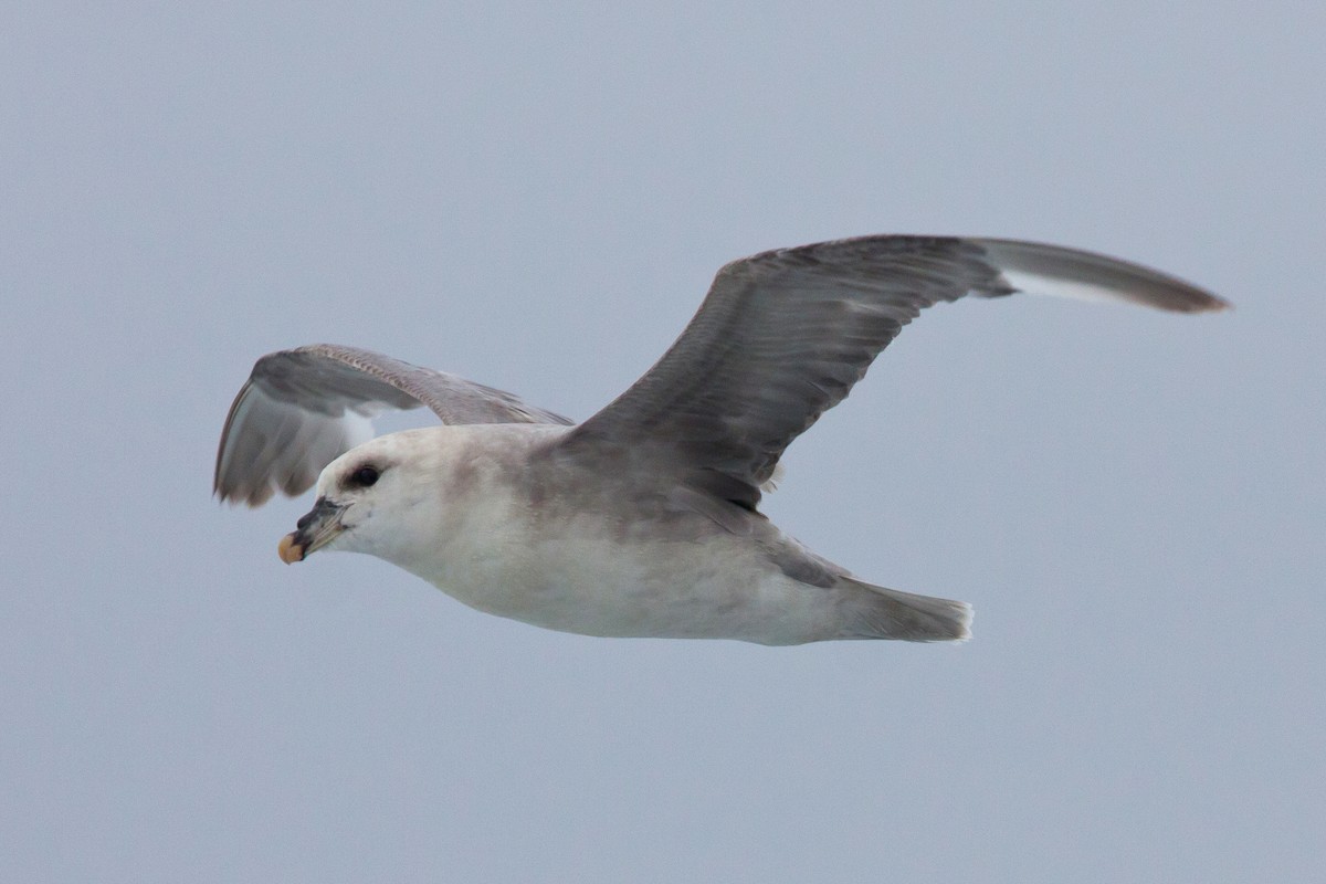 暴風鸌 - ML646538074