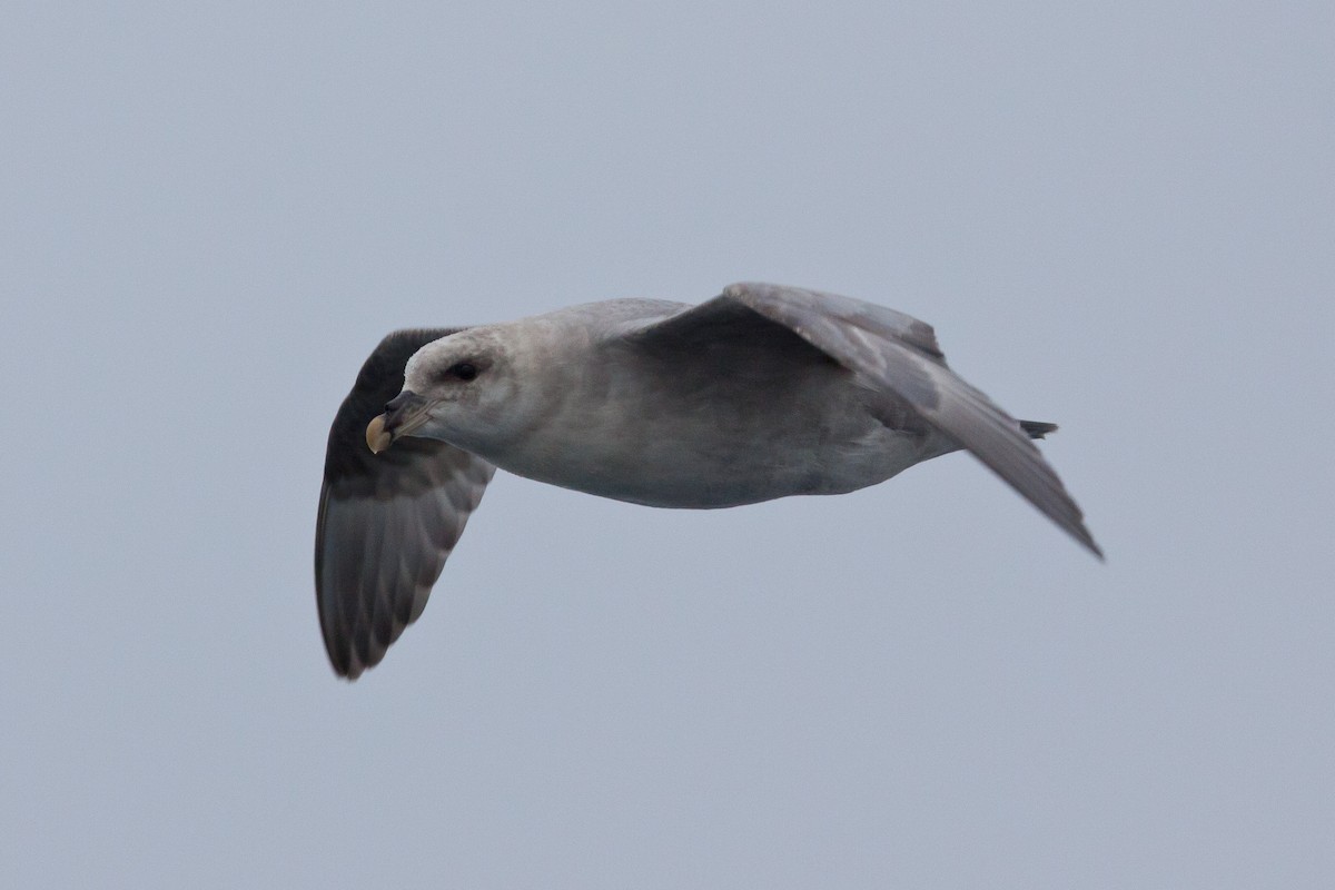 暴風鸌 - ML646538075