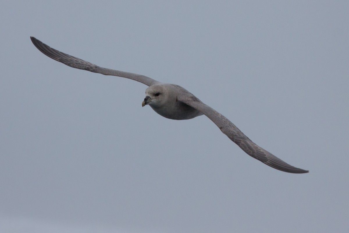 暴風鸌 - ML646538076