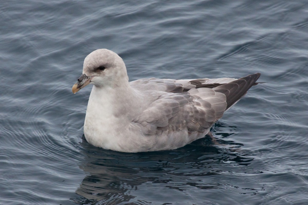 暴風鸌 - ML646538077