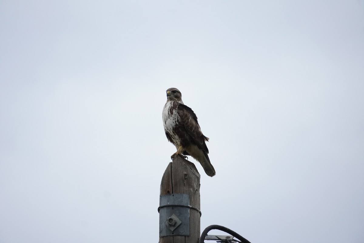 Common Buzzard - ML646538078